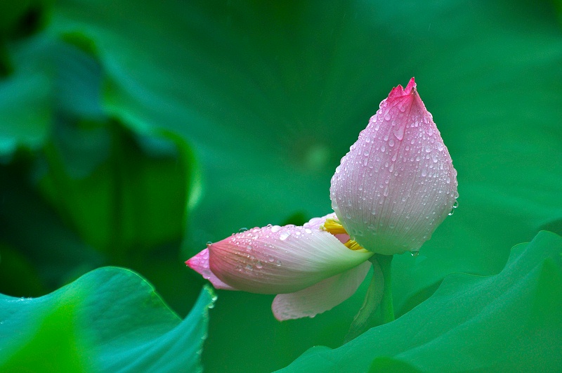 滴水荷花